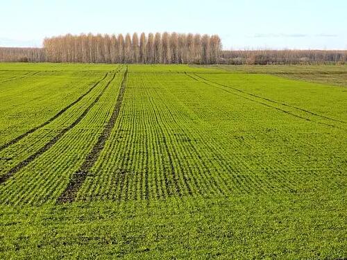 【胜诉故事】用“未征收过土地”答复信息公开申请,冠领律师出马复议成功-图1