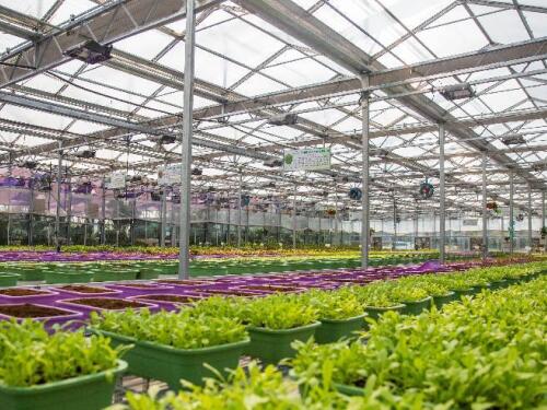 新疆大棚拆迁补偿律师-征收办强制拆除蔬菜棚合法吗