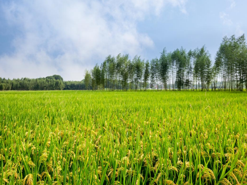 冠领律师代理河北石家庄承包地诉行政赔偿案胜诉-1