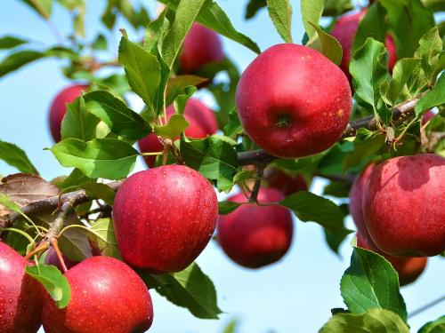 冠领律师代理内蒙古乌海13亩果园遭强制清除案上诉获高院支持-1