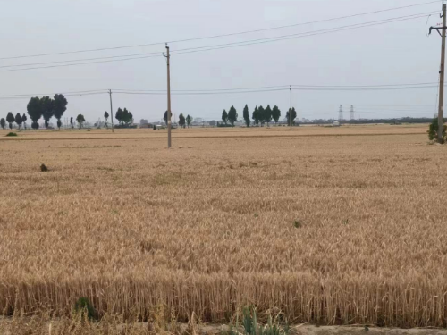 【胜诉故事】50位村民就征地补偿事宜维权屡受挫,冠领律师运用司法解释代理上诉获胜-1 【胜诉故事】50位村民就征地补偿事宜维权屡受挫,冠领律师运用司法解释代理上诉获胜-1