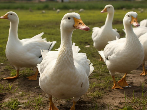 养殖场《安置补偿决定书》中的拆迁补偿标准过低该怎么办 养殖场《安置补偿决定书》中的拆迁补偿标准过低该怎么办