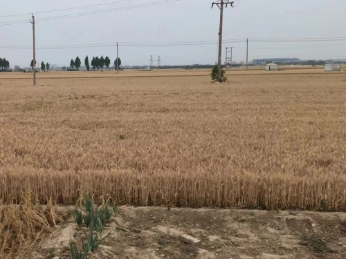 【胜诉故事】村民土地被征收后面临“征而不补”，冠领律师代理提起行政复议获胜-1