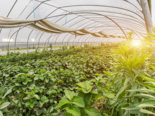 冠领律师代理湖北武汉4.2亩蔬果确定强制清除行为违法案胜诉-1 冠领律师代理湖北武汉4.2亩蔬果确定强制清除行为违法案胜诉-1