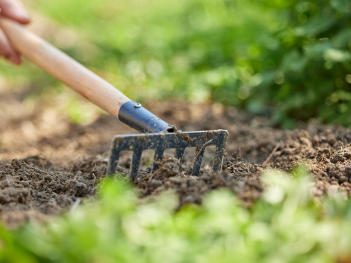 冠领说法：拆迁时院子里的菜园可以按照青苗主张拆迁补偿吗