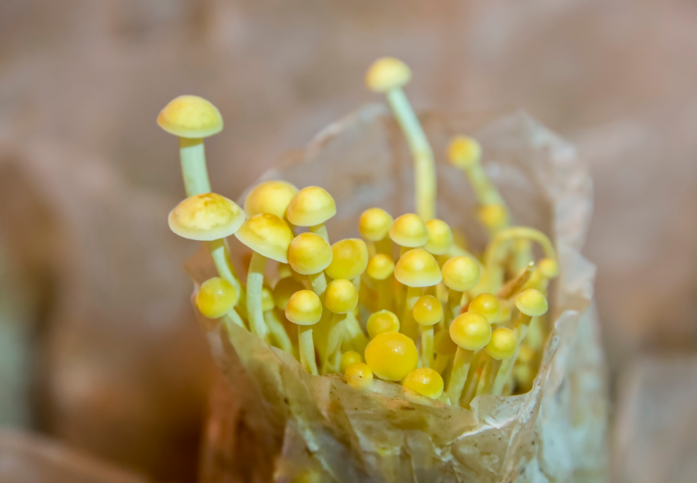 房屋和蘑菇棚遭强拆后被告知不在征收范，一审判决结果失利，二审冠领律师出手赢转机-图1